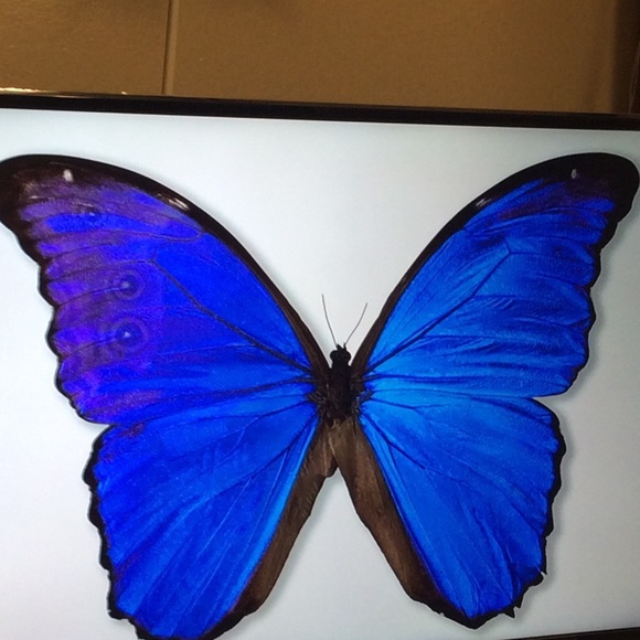 Meet your posher - Picture 1 of 1